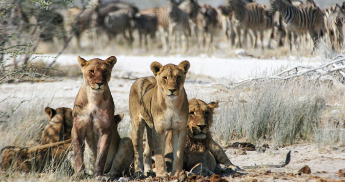  7 Days Chobe Flexible Camping Safari