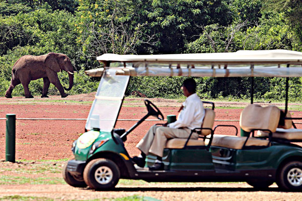 Our Safari Fleet
