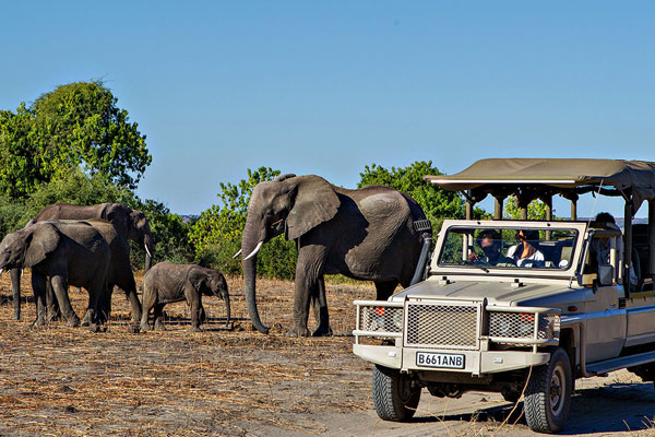 Our Safari Fleet