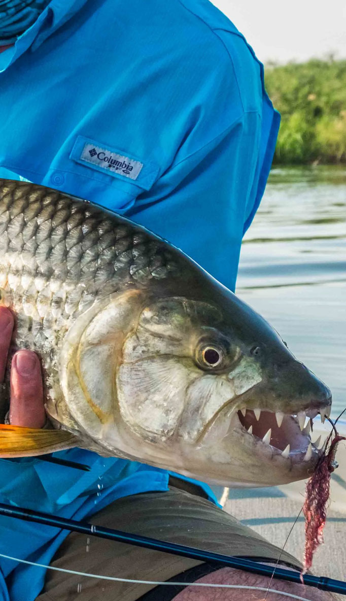  Tiger Fishing