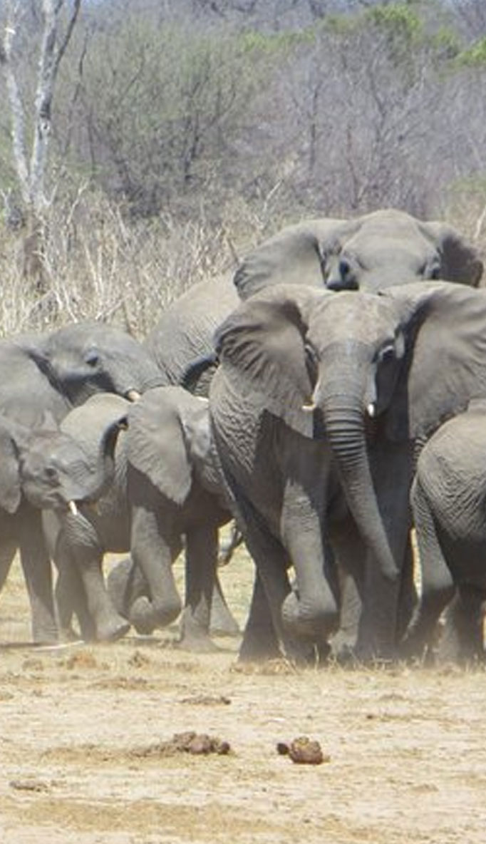 Safaris