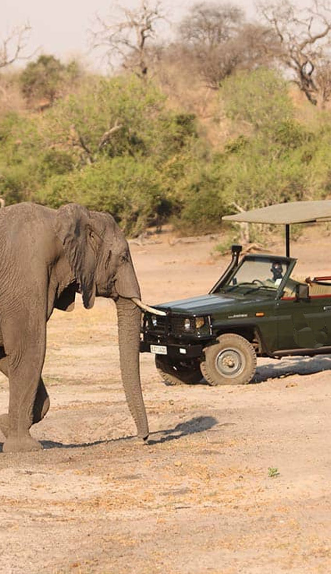 Wildlife Tours