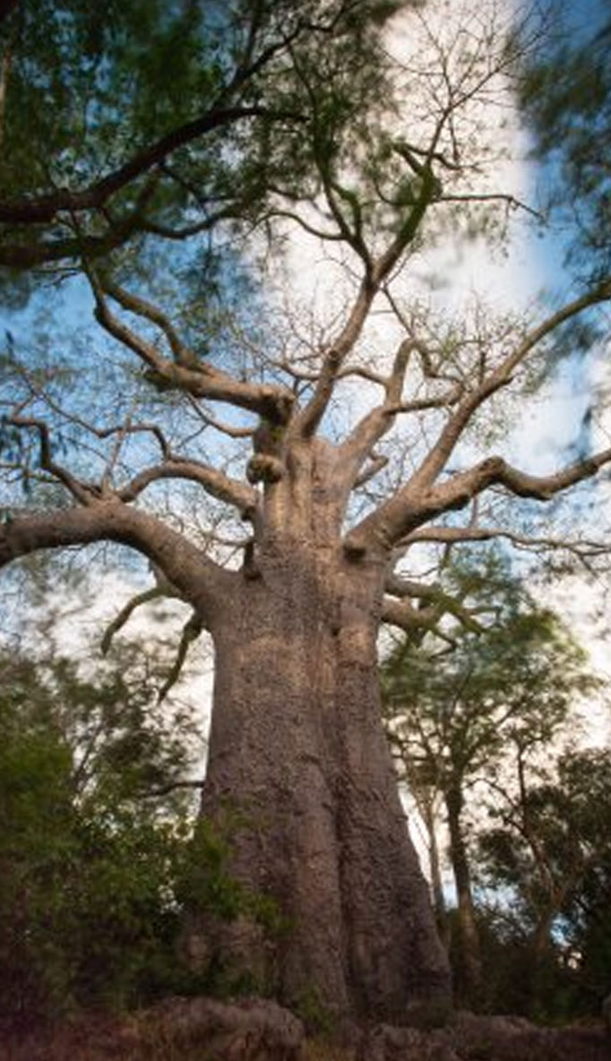 Baobab Land Outing