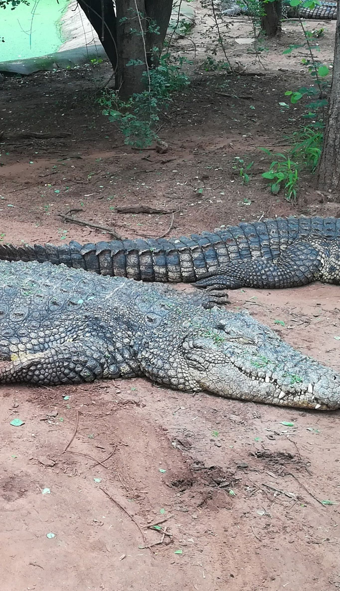  Visit the Kasane Crocodile Farm for Kids