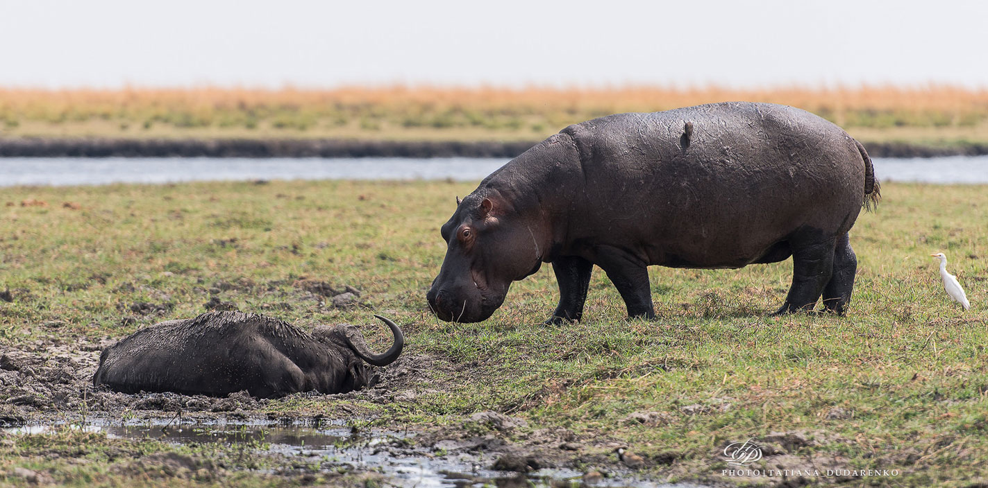 10 Days Chobe to Okavango Delta Self Drive