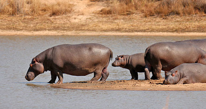10 Days Chobe to Okavango Delta Self Drive