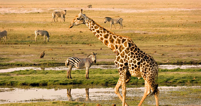  12 Days Africa Sea Safari