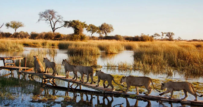  12 Days Africa Sea Safari