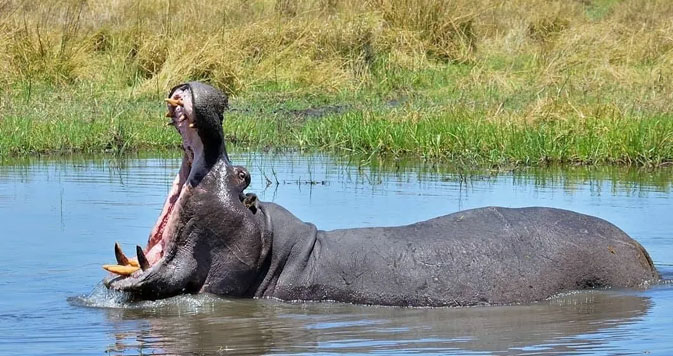 13 Days Sensible Botswana Safari