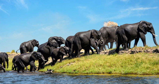  9 Days Taste of Africa