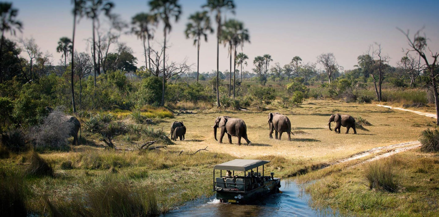 Chobe Game Drives