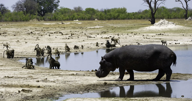  Chobe Game Drives