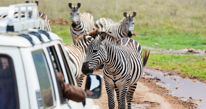 9 Days Chobe less Safari