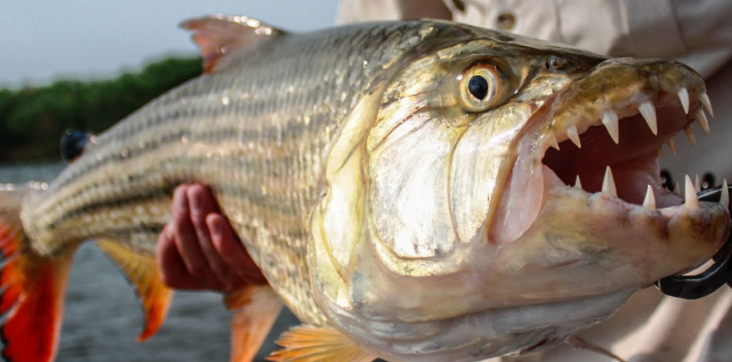 Chobe Tiger Fishing