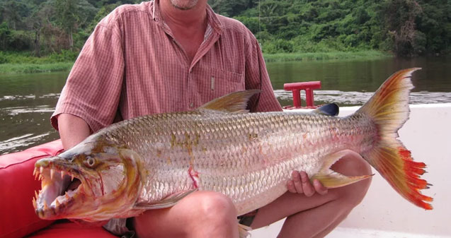 Chobe Tiger Fishing