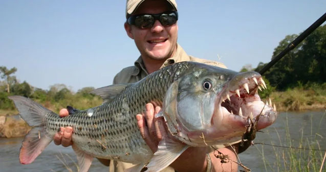 Chobe Tiger Fishing