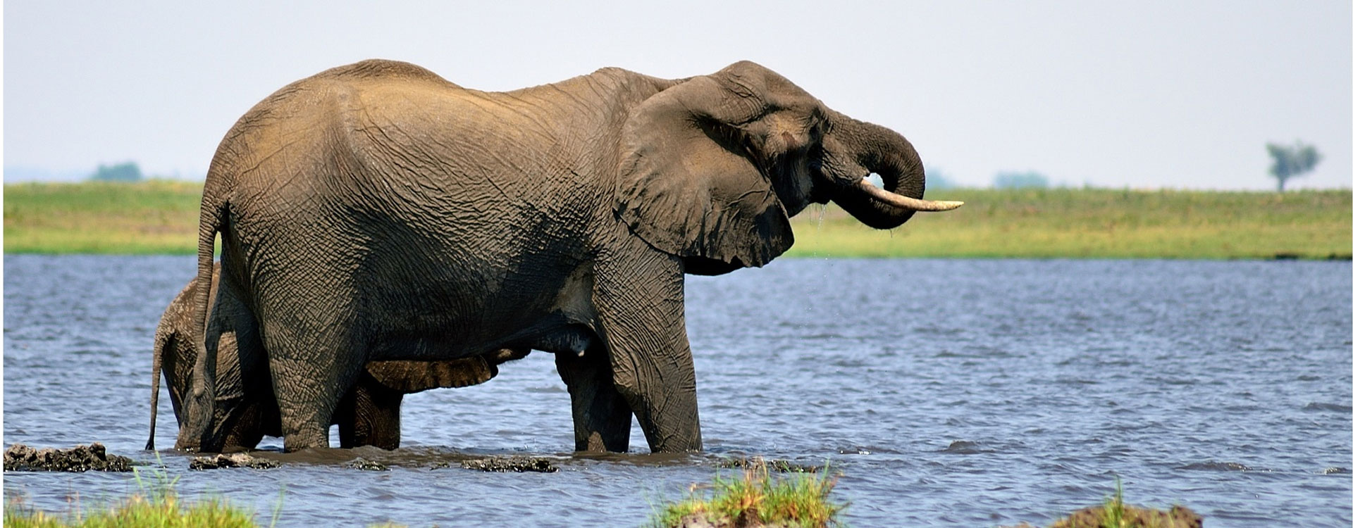Chobe National Park in pictures