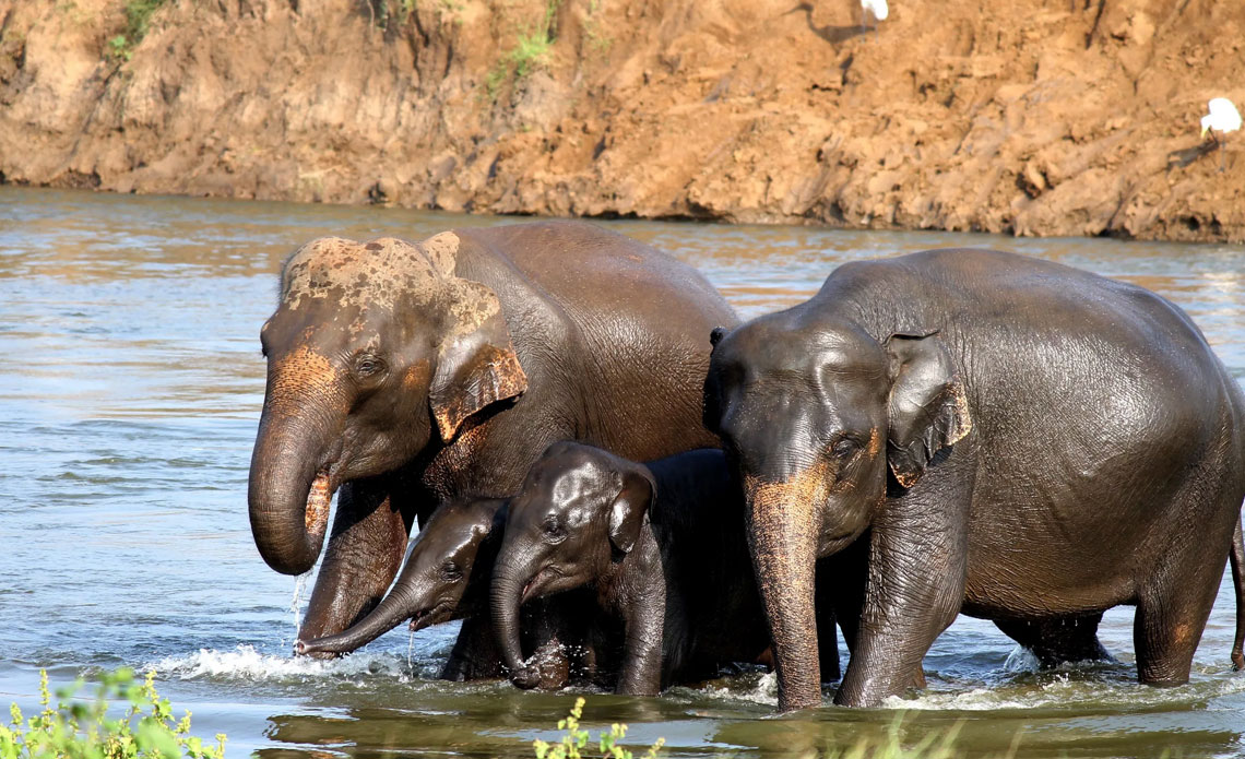 Senyati Safari Camp