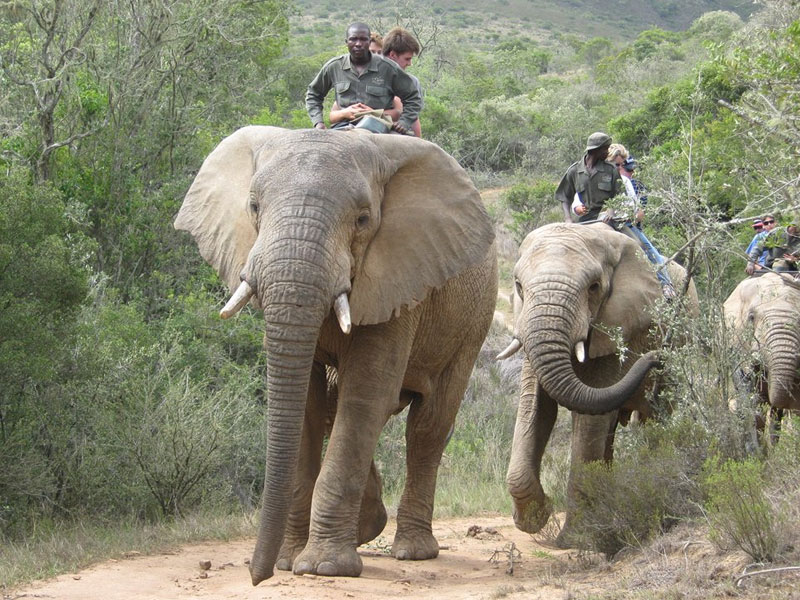4 Days Elephant Back Safaris