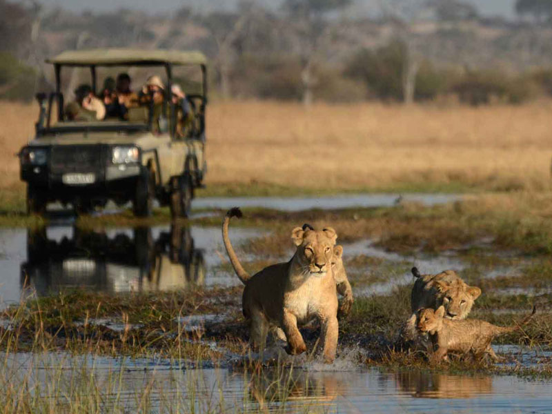 Chobe Game Drives