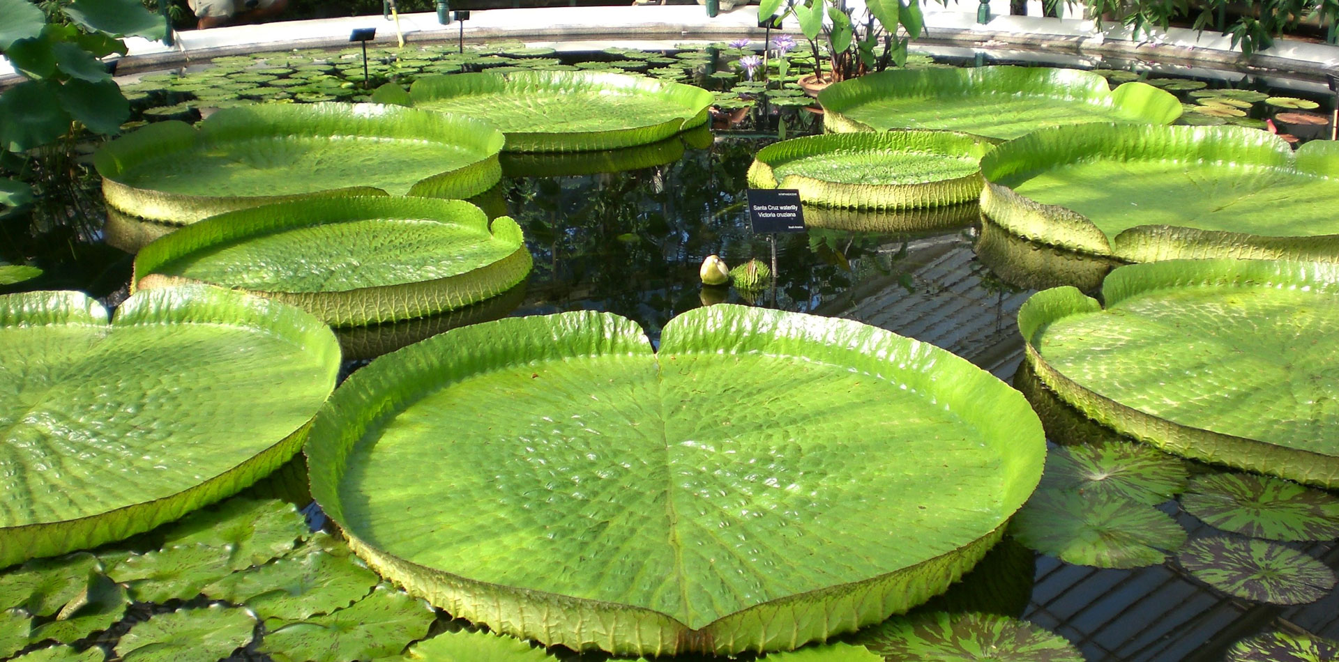 Water Lily Lodge